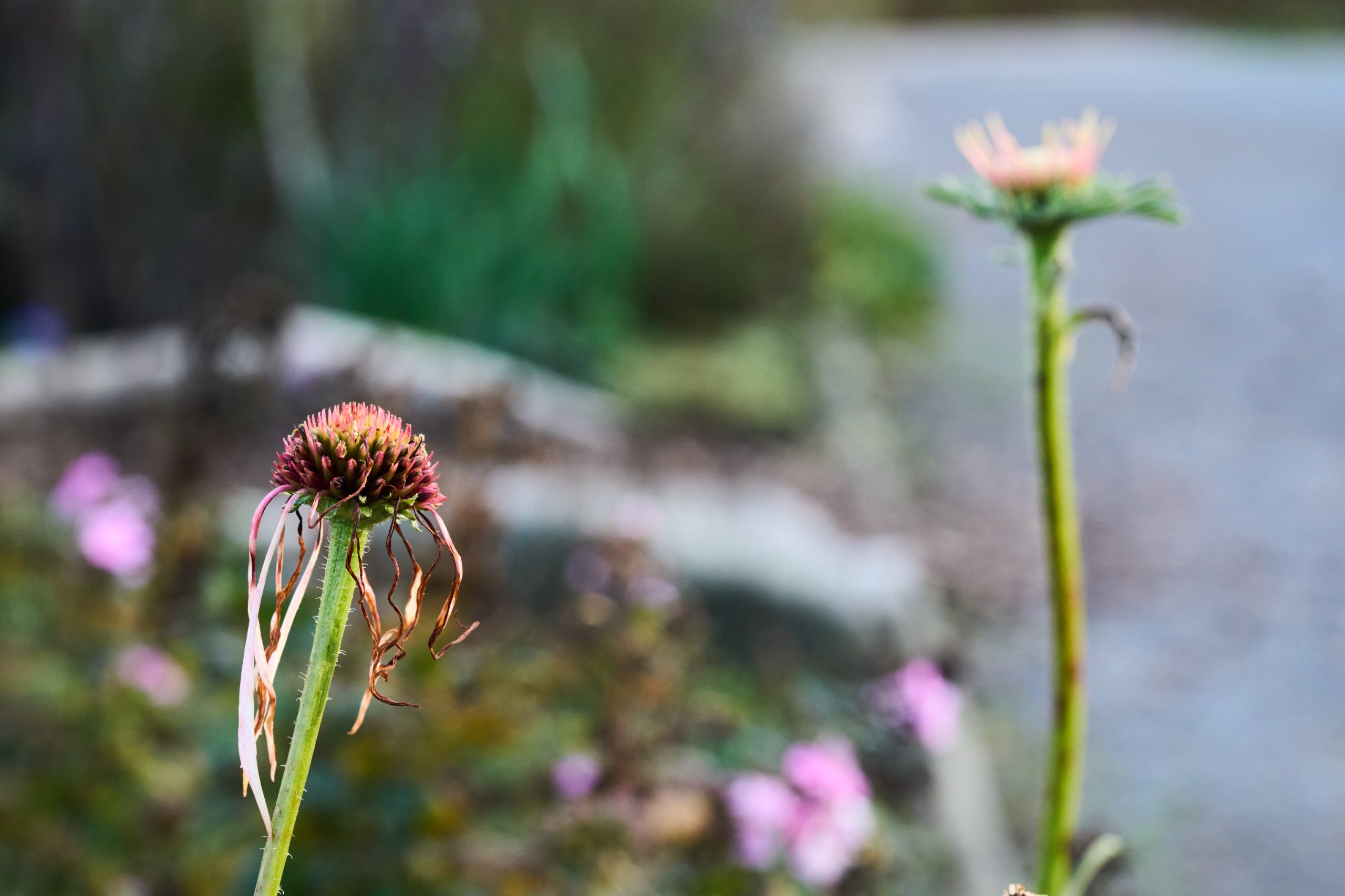 2025 11 02 Gruga 0051